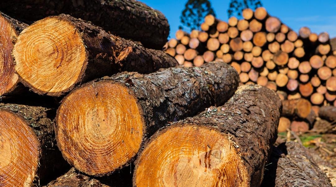 AC exportou mais de 980 mil de dólares em novembro; principais produtos foram madeira e suínos