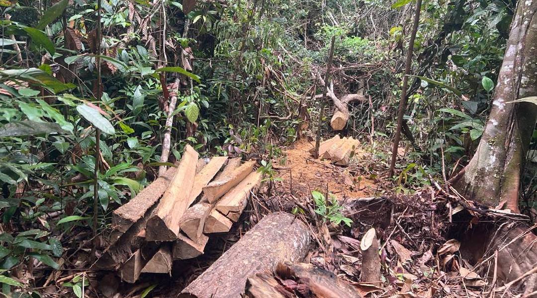 Dois são presos em flagrante por extração ilegal de madeira em Cruzeiro do Sul