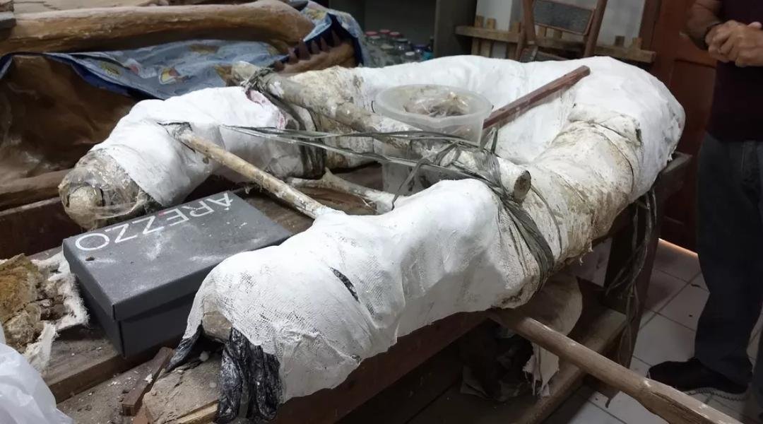 Laboratório de Paleontologia da Ufac recebe aporte de R$ 475 mil e busca restaurar acervo e estrutura para exibição de fósseis