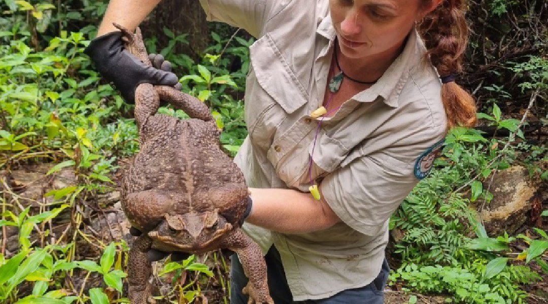 Sapo-cururu de 2,7 kg é encontrado em parque na Austrália e apontado como o maior de sua espécie
