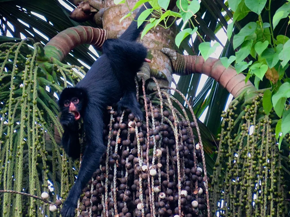 MACACO-ARANHA NA FLORESTA EM RONDÔNIA 