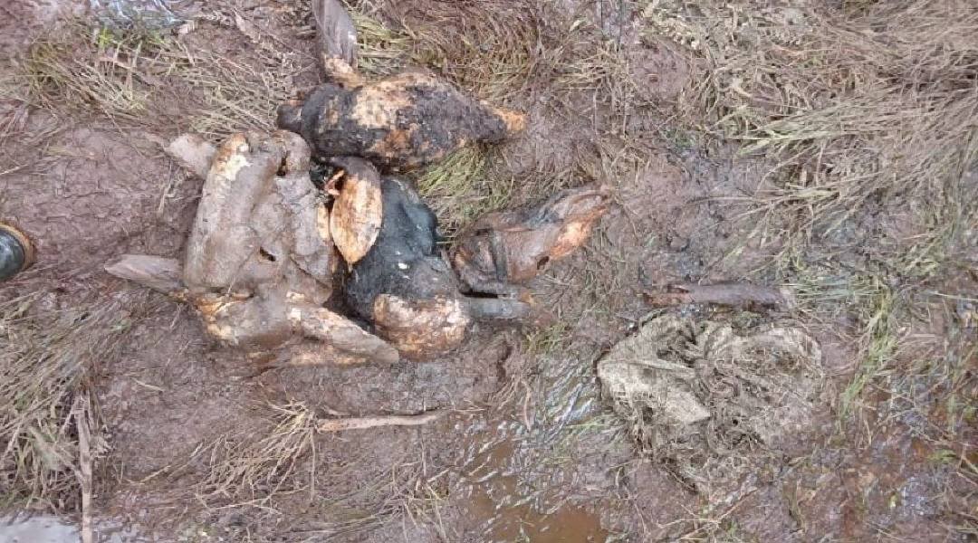 Gados são mortos e carnes dos animais são furtadas em fazenda de Cruzeiro do Sul