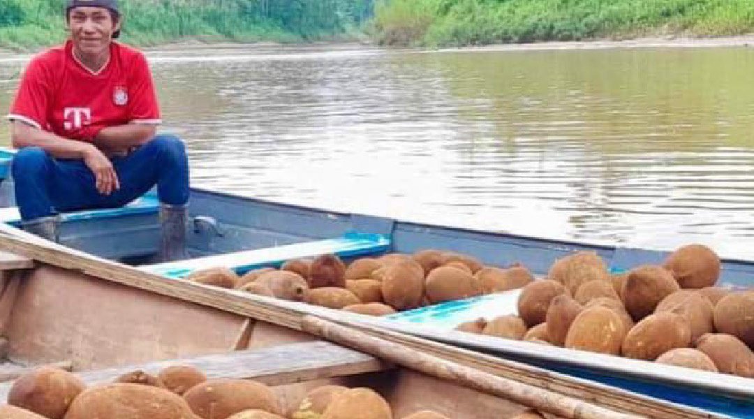 No Acre, Ashaninkas têm autossuficiência em produção de polpa de frutas