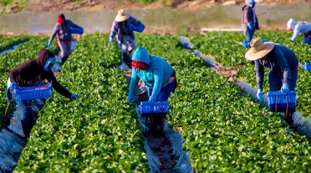 No Acre, agro e comércio reduzem impacto do desemprego