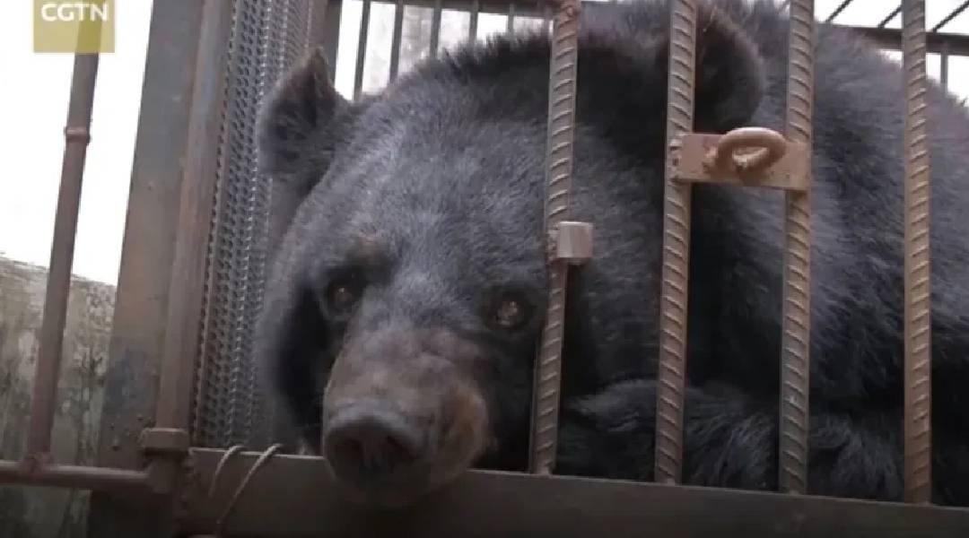 Família chinesa adota cachorro e descobre, dois anos depois, que animal era um urso