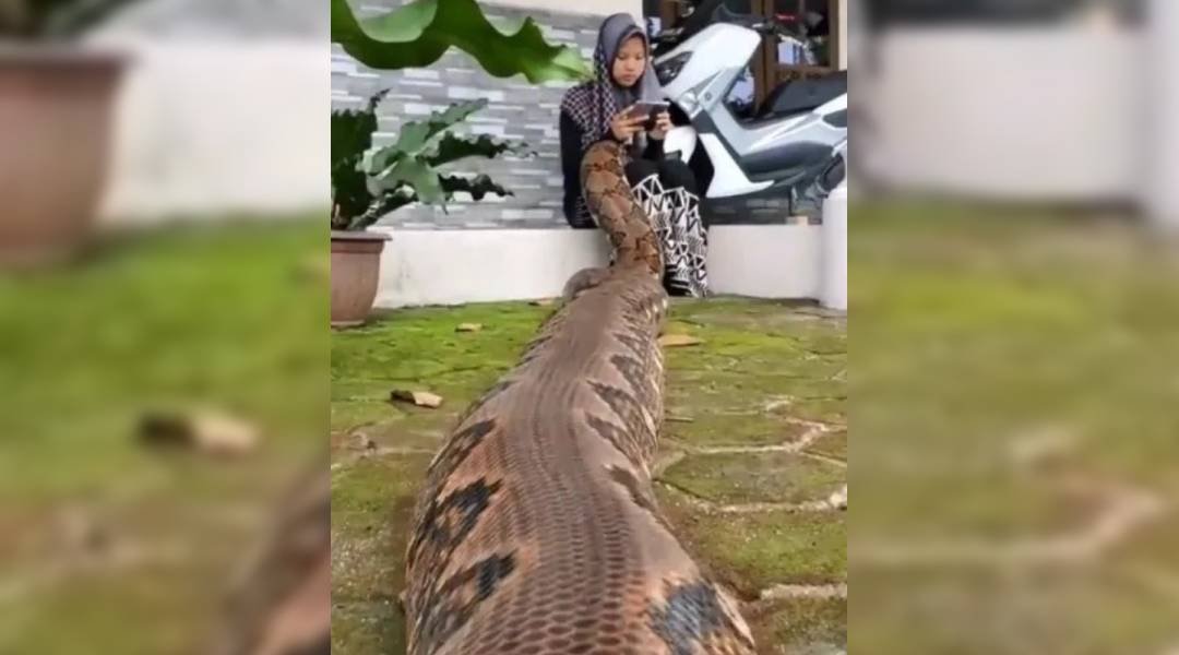 ‘Ela é dócil’: jovem causa espanto em vídeo ao exibir cobra píton como seu pet