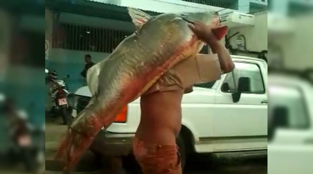 Vídeo; Jaú de aproximadamente 75 kg é pego no Rio Juruá em Cruzeiro do Sul