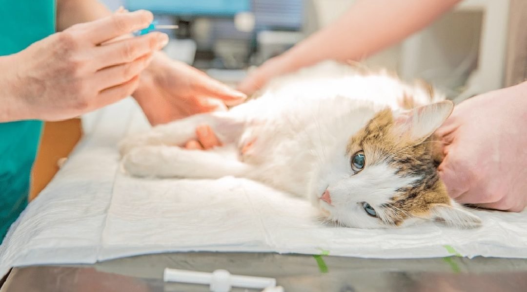 Projeto “Cuidar” vai oferecer consulta e castração gratuitas a animais de tutores de baixa renda