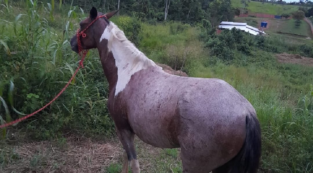 Polícia Civil identifica homens que espancaram égua no interior do Acre e disseminaram o vídeo nas redes sociais