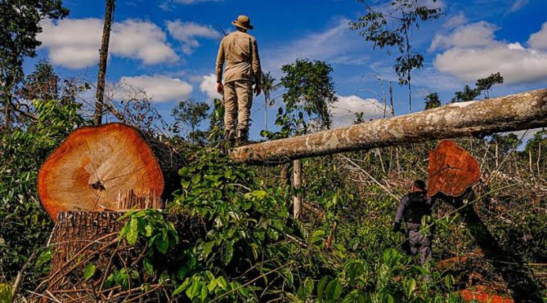 Apenas 1,2% dos alertas de desmatamento foram fiscalizados entre 2019 e 2022, no Acre