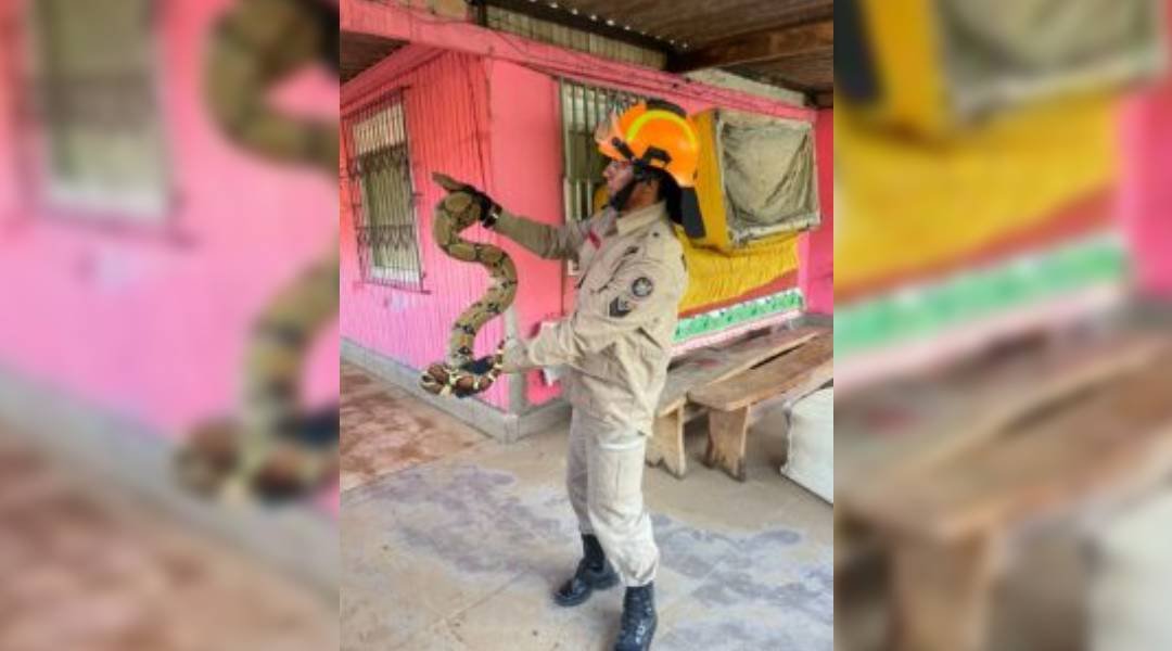 Jiboia de mais de 1,5 metro é encontrada embaixo de máquina de lavar