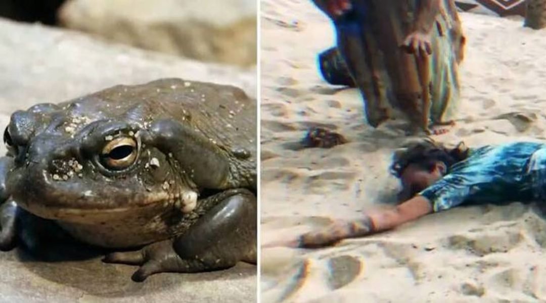 Droga extraída de sapo e usada em rituais é apreendida em Goiás