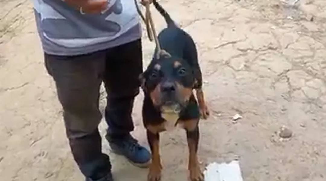 VÍDEO: cão que estava atacando alunos é resgatado por morador no interior do Acre