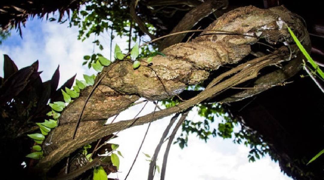 Amostra de cipó do Acre vira mistério a ser desvendado na genética
