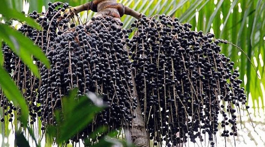Açaí acreano é um dos produtos com maior incentivo em programa nacional para a agricultura familiar