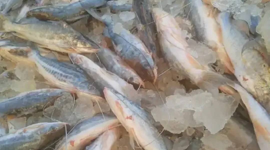 De Boca do Acre, quilo do mandi é vendido a R$25 em Sena Madureira