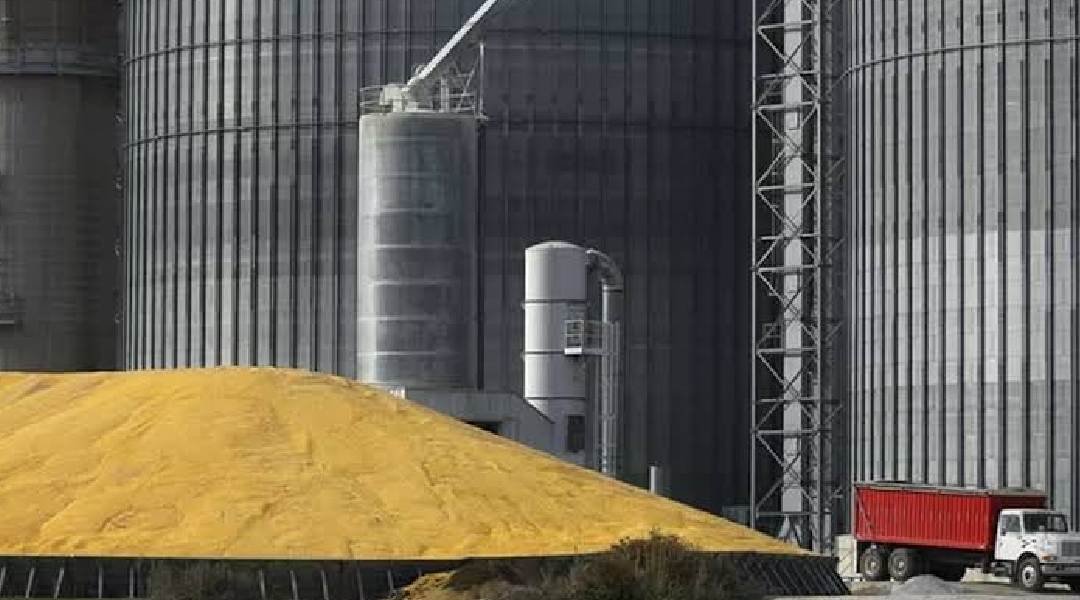 Chuvas atrasam colheita de soja e milho no Acre, mas safras crescem até 86% em 2023