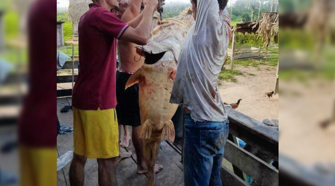 Morador fisga peixe gigante de quase 60 quilos no interior do Acre