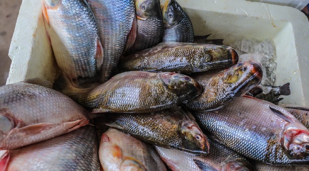 Estudo mostra que Acre tem uma das maiores taxas de peixes contaminados por mercúrio; veja riscos