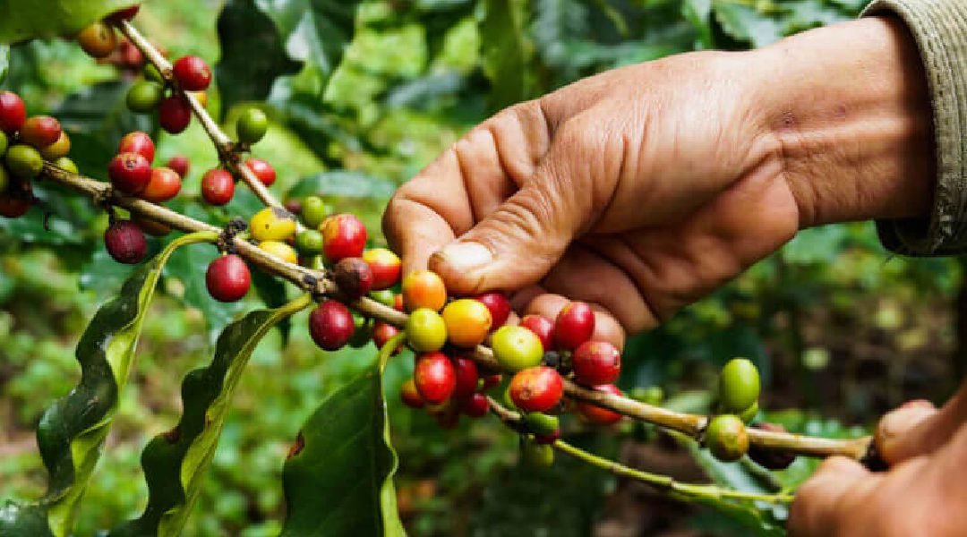 Embrapa promove dias de campo para incentivar a produção de café na região do Juruá