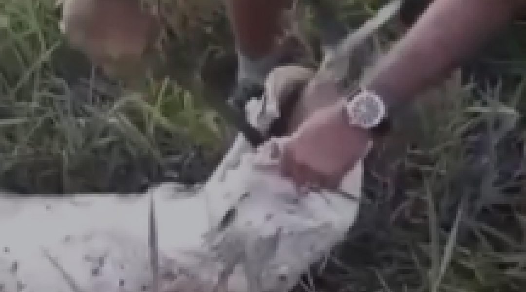 Pirarucu morre engasgado com tambaqui e família retira peixe vivo com facão em colônia no Acre