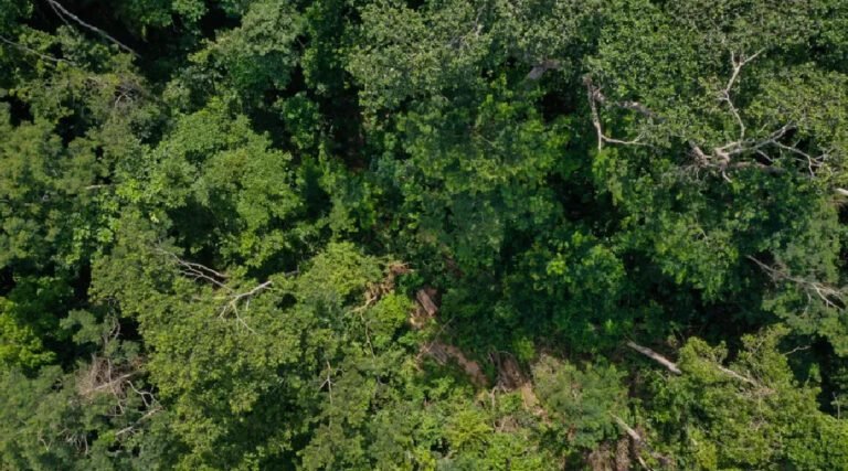 Mercado de carbono pode gerar ativo financeiro de mais 560 milhões de dólares para o Acre