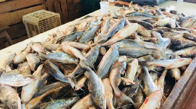 De Boca do Acre, quilo do mandim chega a quase R$ 30 em Sena Madureira