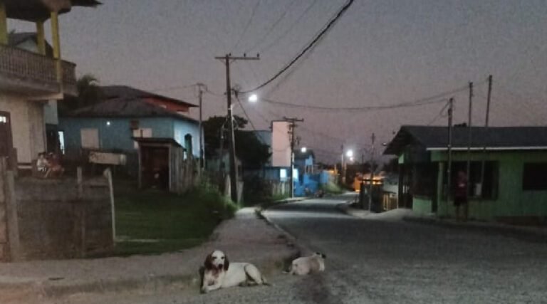 Cães sem dono causam acidentes graves e põe em risco a vida de condutores em Marechal Thaumaturgo