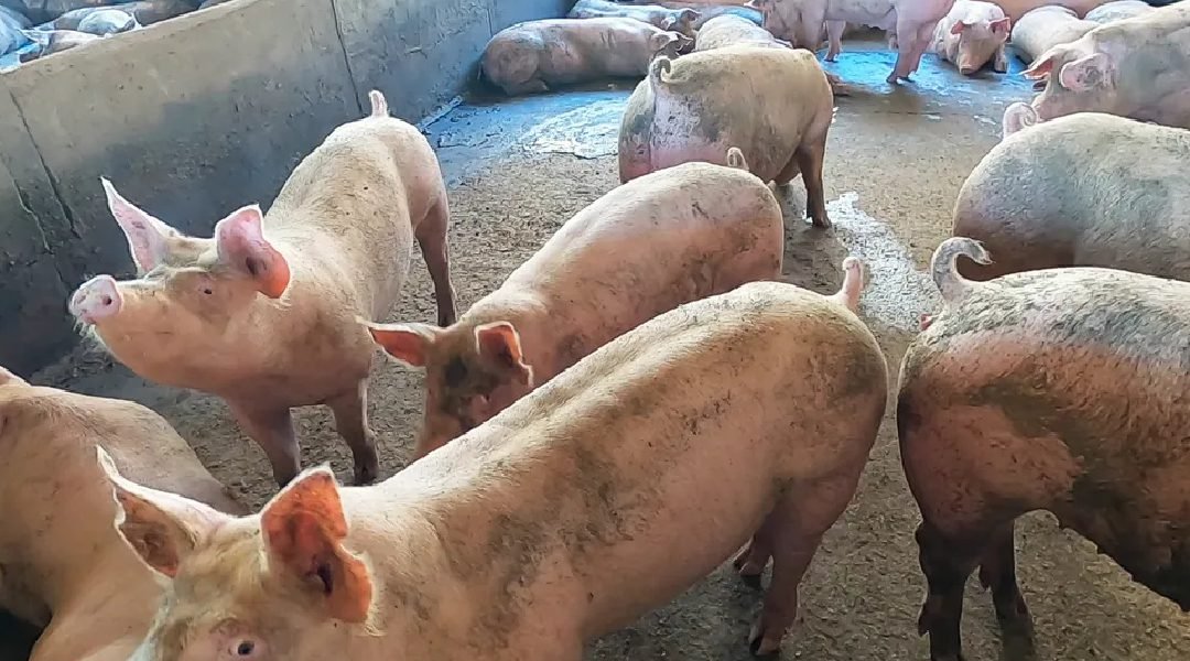 Novo Projeto - 2023-07-17T115530.188