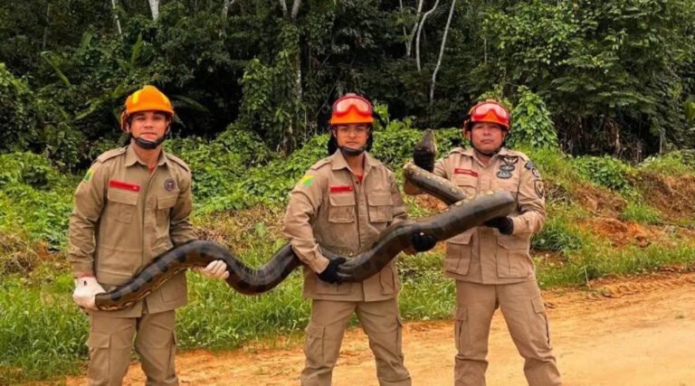 Sucuri de aproximadamente 4 metros é resgatada em Cruzeiro do Sul