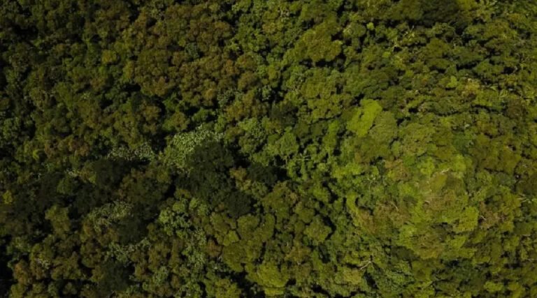 Imac suspende autorização ambiental para queima controlada até dezembro