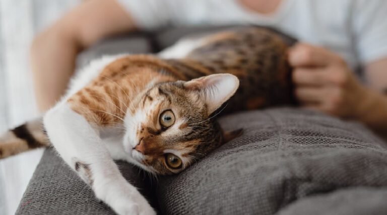 Homem mordido por gato contrai bactéria desconhecida pela ciência