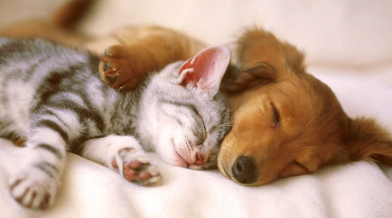 Governo sanciona lei com política de controle populacional de animais domésticos no Acre