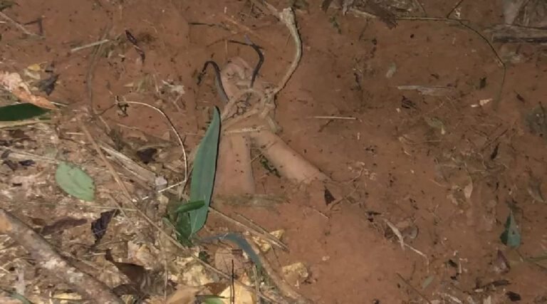 Acusados de matar jovem em Cruzeiro do Sul são presos pela Polícia Civil