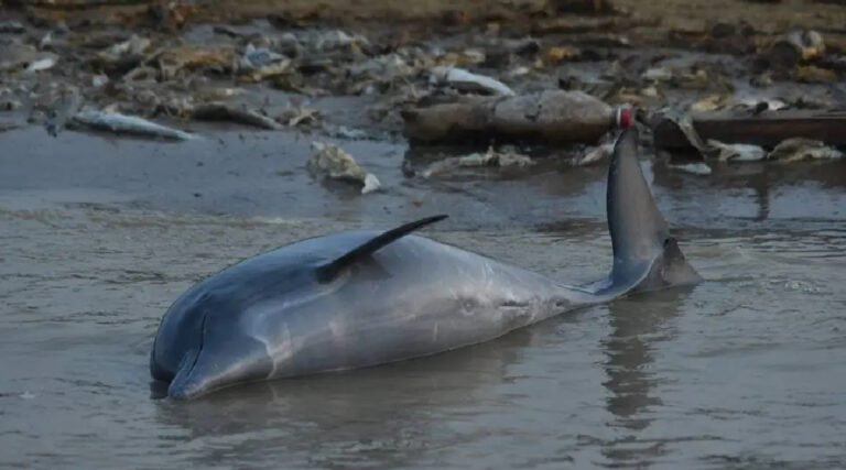 ICMBio vai apurar causas da morte de botos no Amazonas