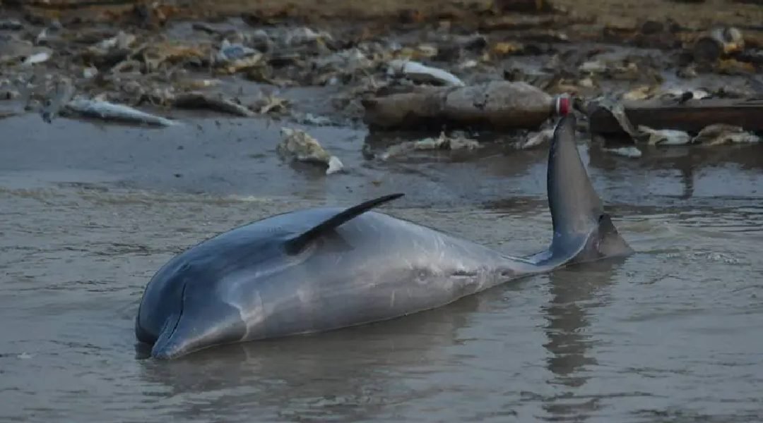 Novo Projeto - 2023-09-30T200958.206