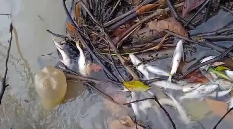 Equipe do IMAC e Secretaria do Meio Ambiente inicia investigação de mortes de peixes no Rio Amônia
