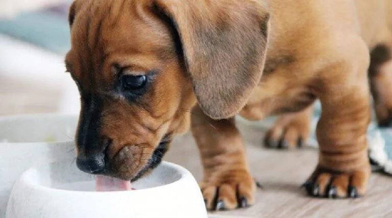 Lei que proíbe condenados por maus-tratos de terem guarda de animais domésticos é sancionada no AC
