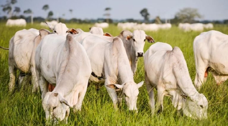 Área de pasto cresce 1,9 mil hectares e dobra de tamanho em 30 anos no Acre