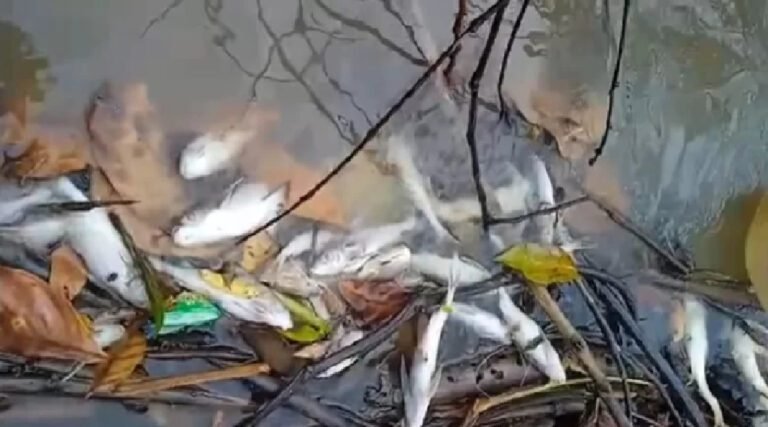 Seca no Acre: biólogos falam sobre riscos à fauna aquática em meio à estiagem severa no estado