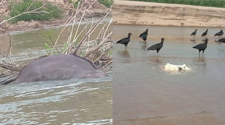 Várias arraias são encontradas mortas em rio no interior do Acre e assustam moradores