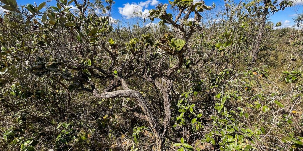 governo-lanca-4a-fase-do-plano-de-acao-contra-desmatamento-do-cerrado