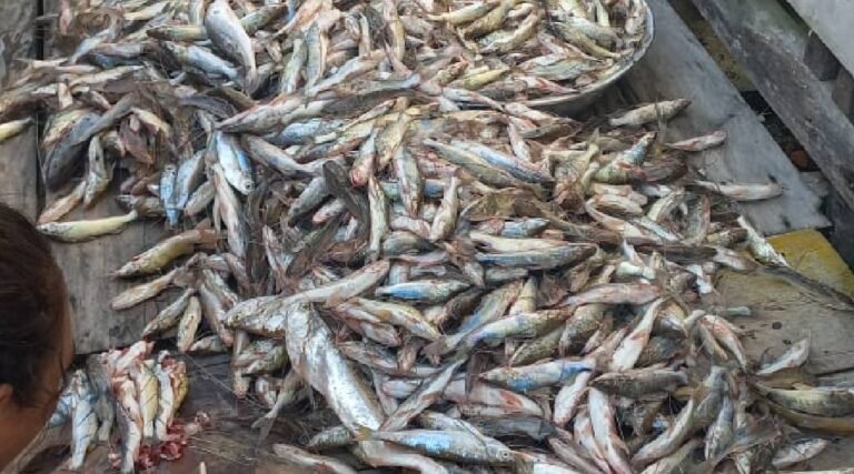 Mesmo com seca, moradores registram fartura de mandim no interior do Acre