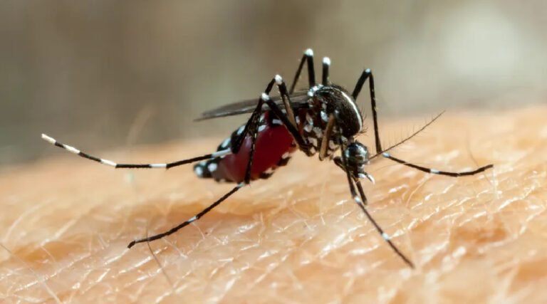 Pesquisadores da Ufac descobrem eficácia de três fungos no combate ao Aedes aegypti