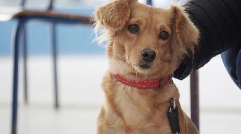 Lei estabelece regras para circulação e permanência de animais domésticos em condomínios do Acre