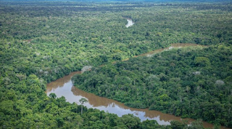 Taxa de desmatamento na Amazônia cai 22,3% em 2023