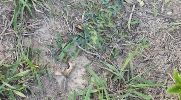 Idoso encontrado morto no interior do Acre pode ter sido vítima de ataque de onça, diz familiar