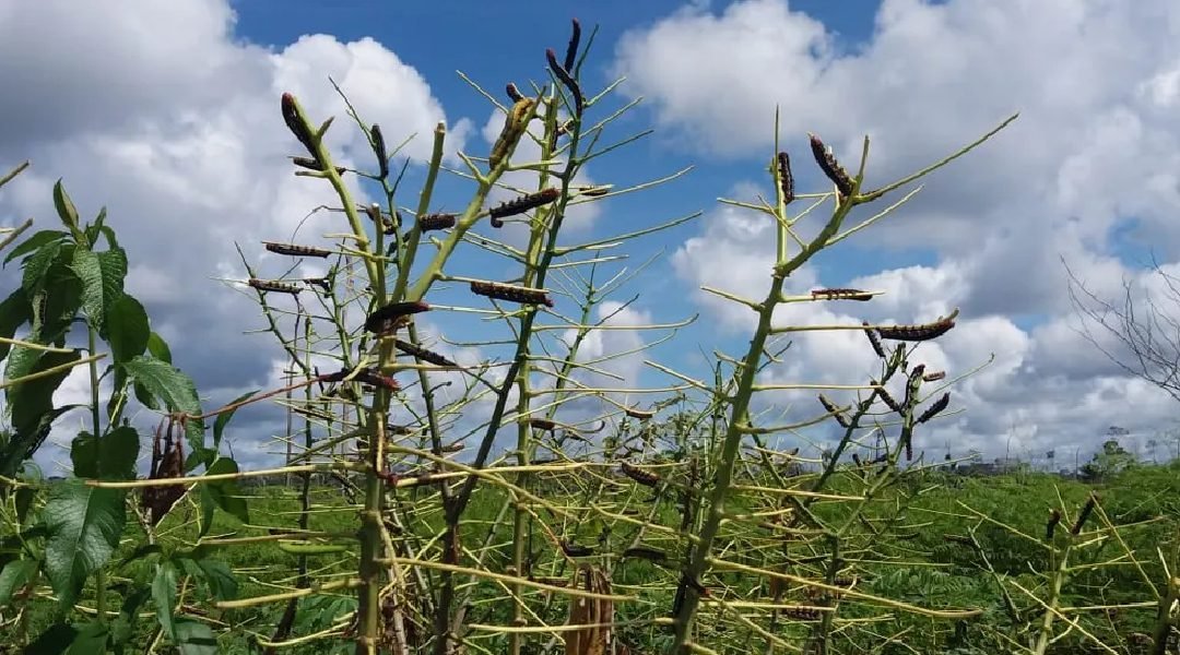 Novo Projeto - 2023-11-20T200449.700