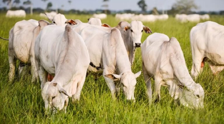 Missão da Ásia vem ao Acre analisar viabilidade de exportação de carne bovina