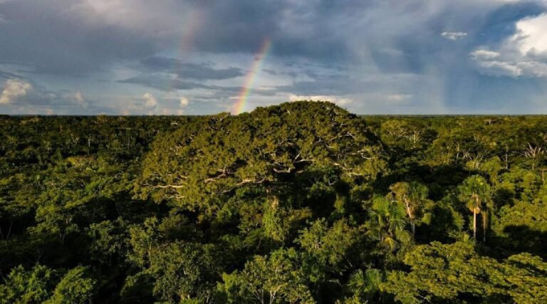 Acre apresenta redução de mais de 70% nos alertas de desmatamento em dez meses